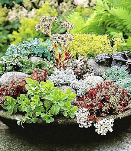 baldur-garten-6er-winterharte-sedum-mischung-fetthenne-9x9-cm image 3