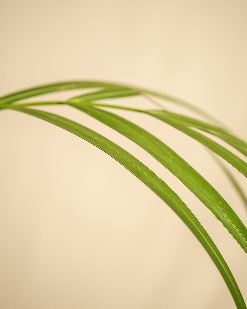 feey-goldfruchtpalme-xl-areca-palme-dypsis-lutescens-zimmerpalme image 6