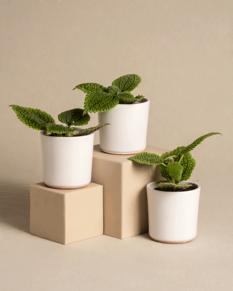 feey-babypflanzen-trio-pilea-moon-valley-kanonierblume image 5