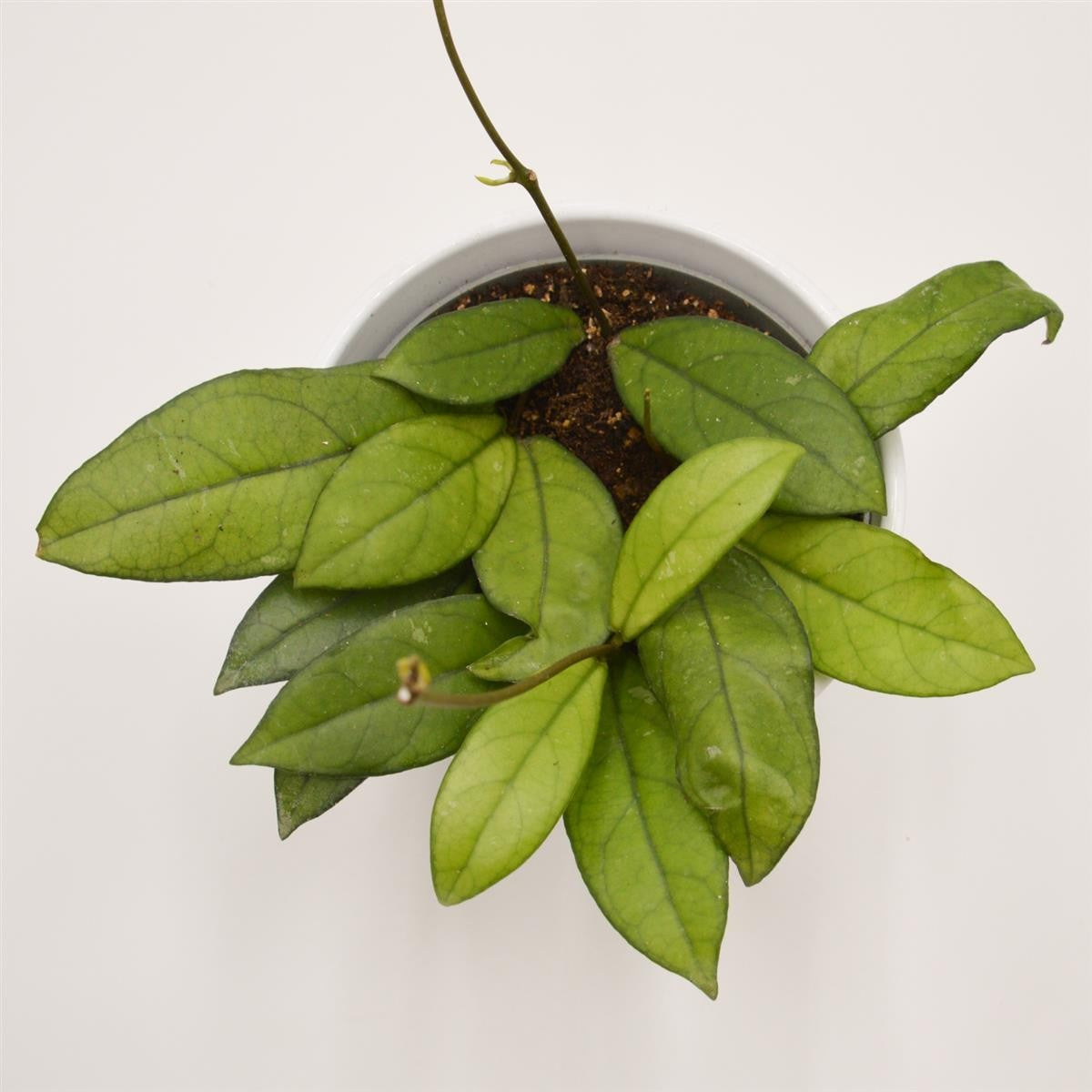 pasiora-hoya-krohniana-eskimo-zimmerpflanze-12cm-topf image 1