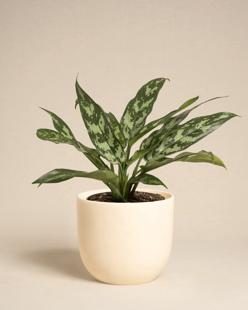 feey-aglaonema-maria-zimmerpflanze image 8
