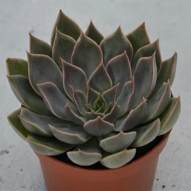 pasiora-echeveria-mensa-sukkulente-9cm image 1