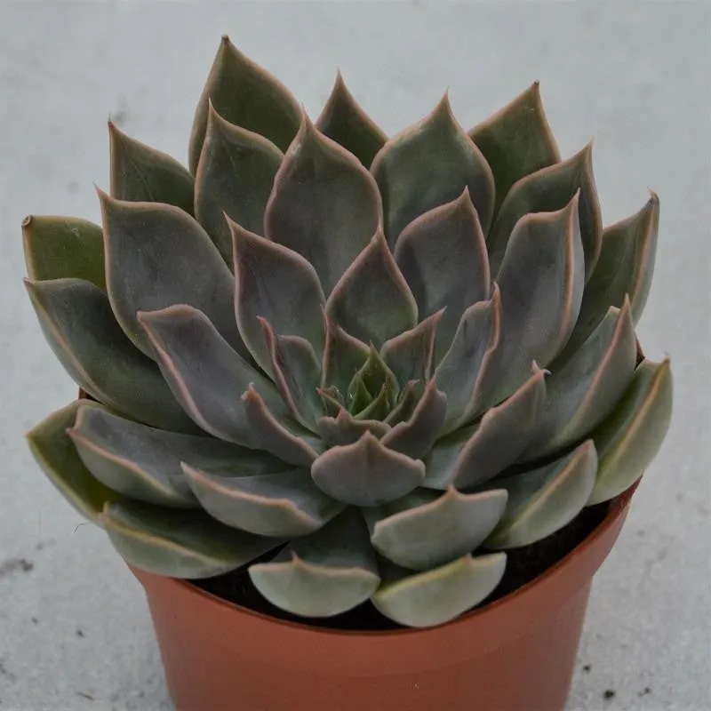 pasiora-echeveria-mensa-sukkulente-9cm image 1