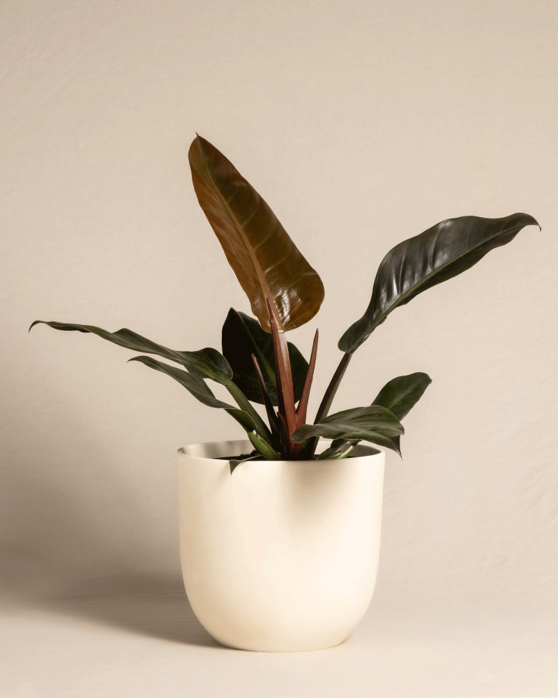 feey-philodendron-imperial-red-zimmerpflanze image 5