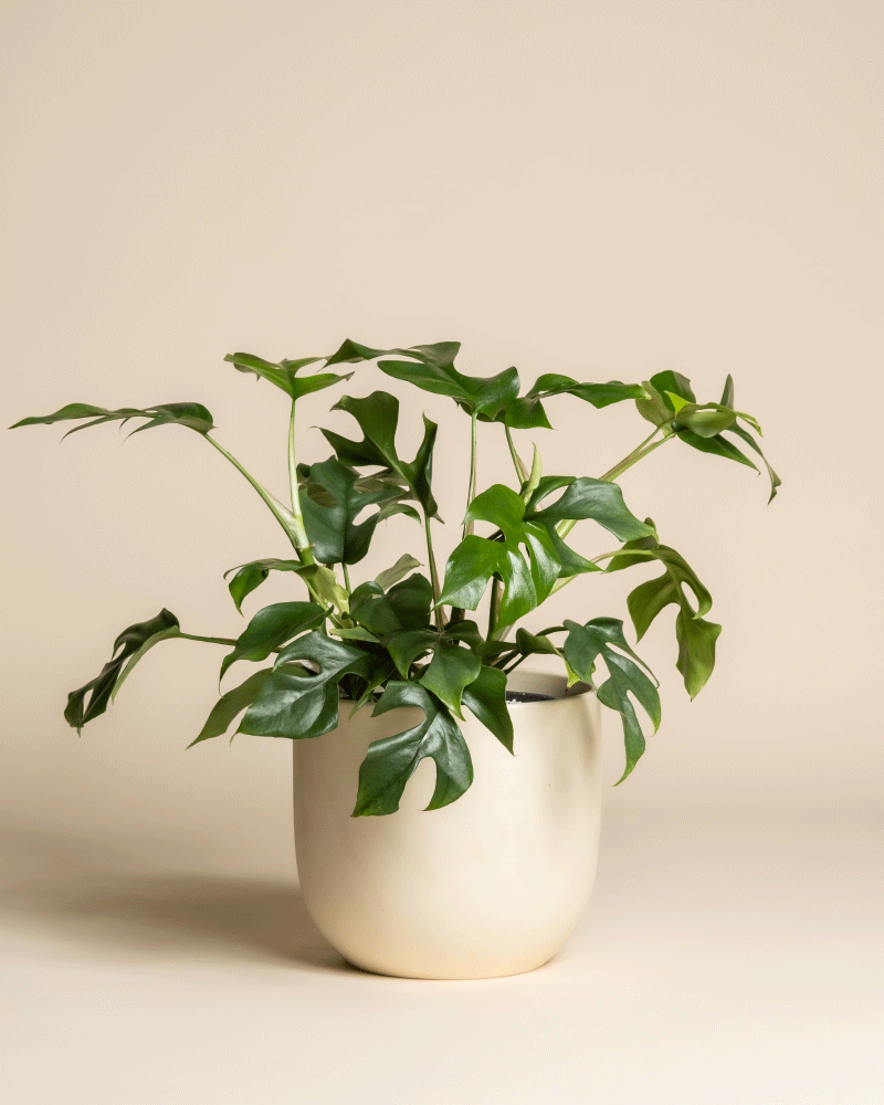 feey-monstera-minima-rhaphidophora-tetrasperma-zimmerpflanze image 6