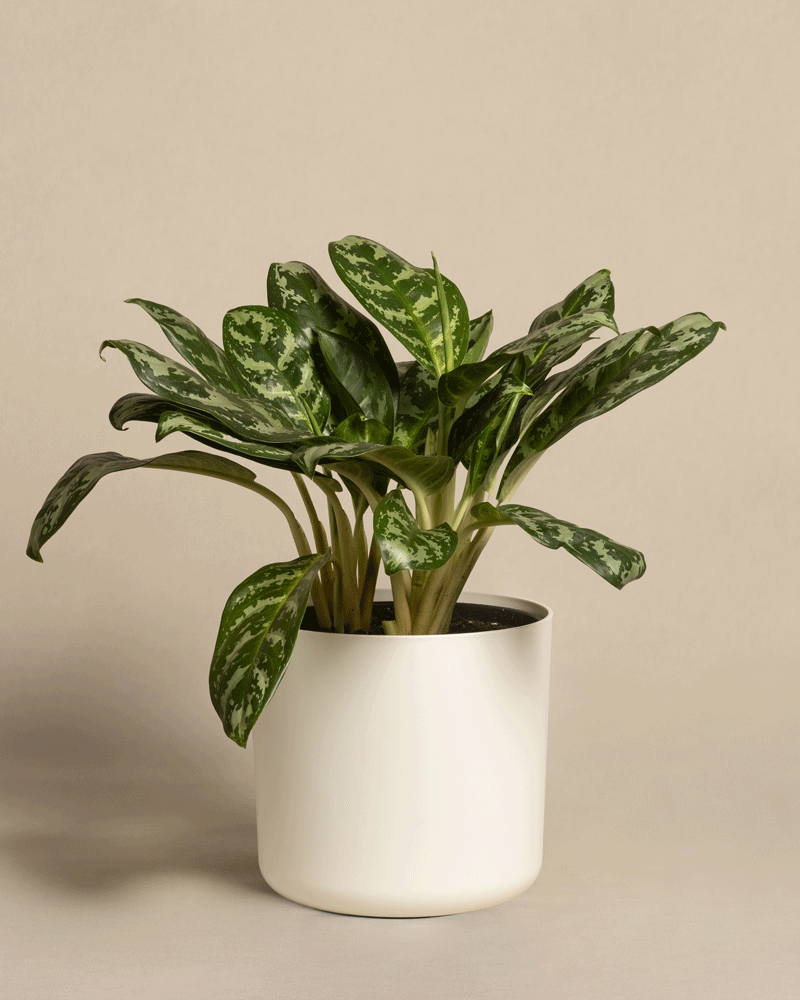 feey-aglaonema-amazon-silver-kolbenfaden-gro image 7