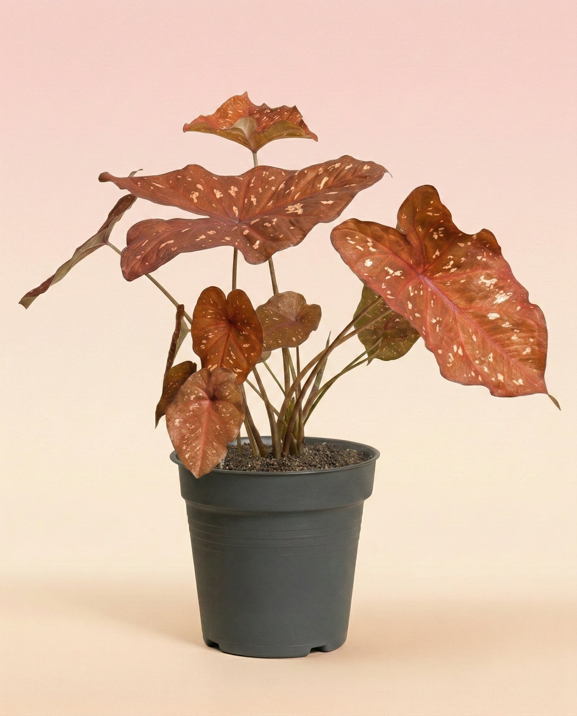 feey-caladium-burning-heart-zimmerpflanze-mit-rot-panaschierten-bl-ttern image 3