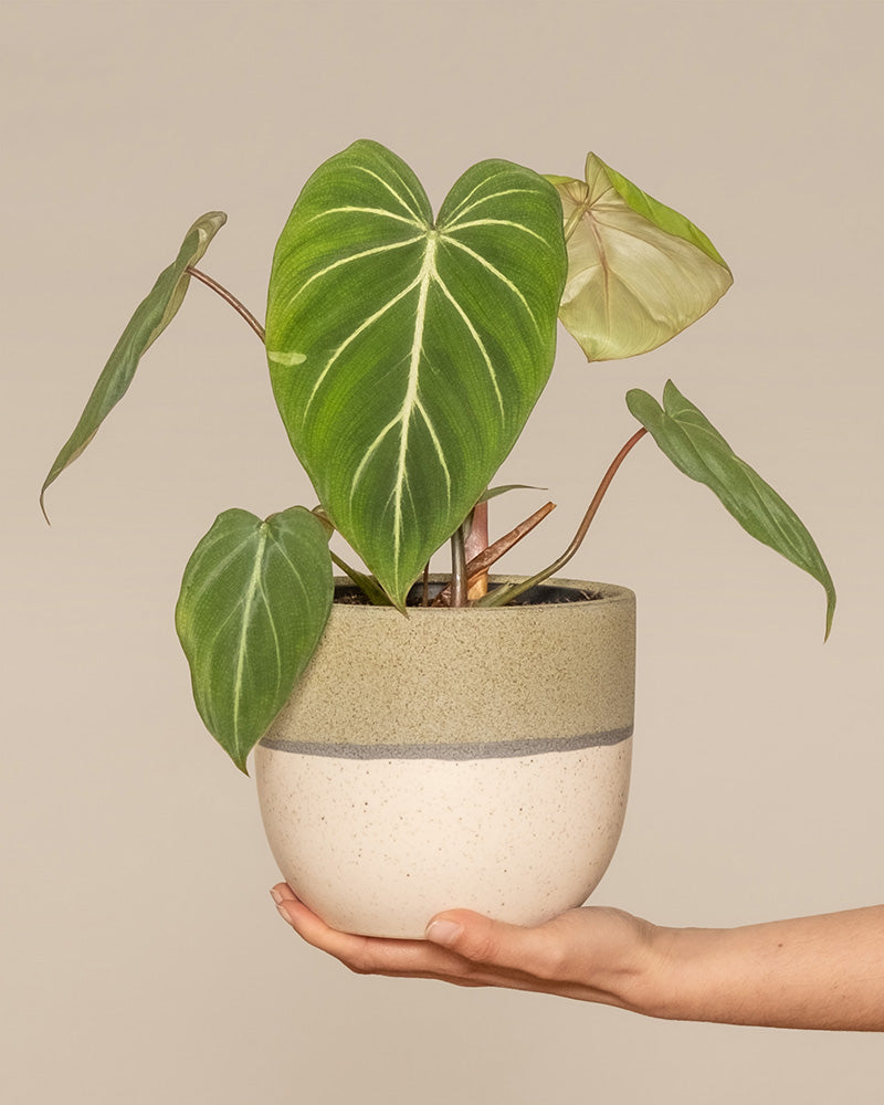 feey-philodendron-gloriosum-zimmerpflanze-mit-samtbl-ttern image 1