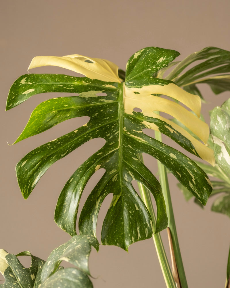 feey-monstera-deliciosa-thai-constellation-rarit-t-zimmerpflanze-im-14er-topf image 2