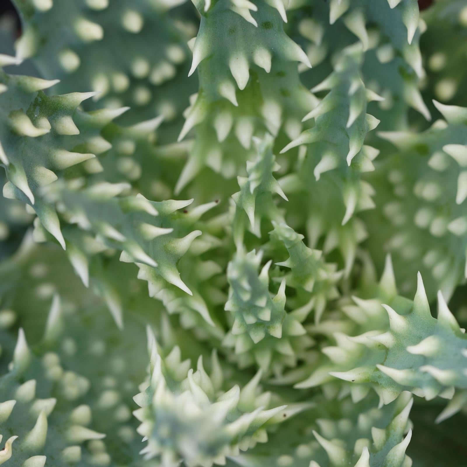 pasiora-aloe-safari-sukkulente-10-5cm-topf image 3