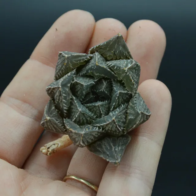 pasiora-haworthia-mirrorball-sukkulenten-steckling image 1