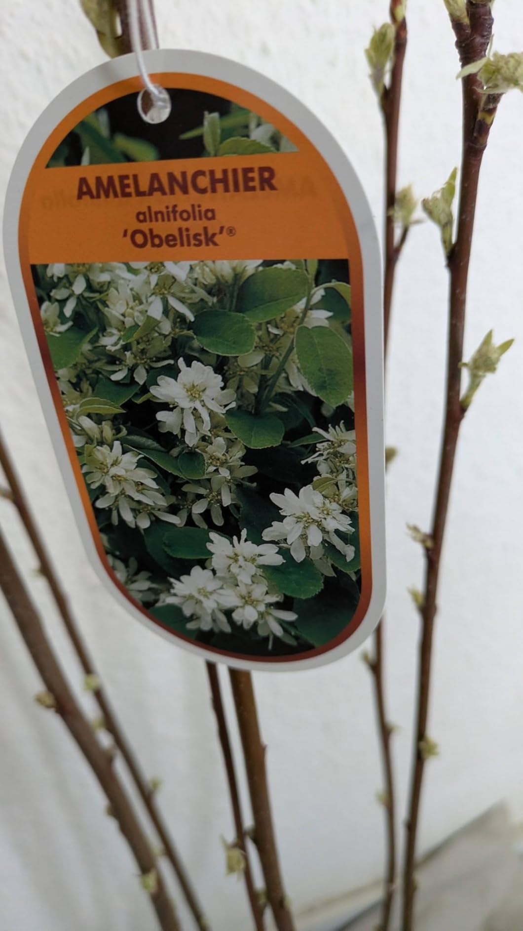 Ideal für Kübel auf dem Balkon