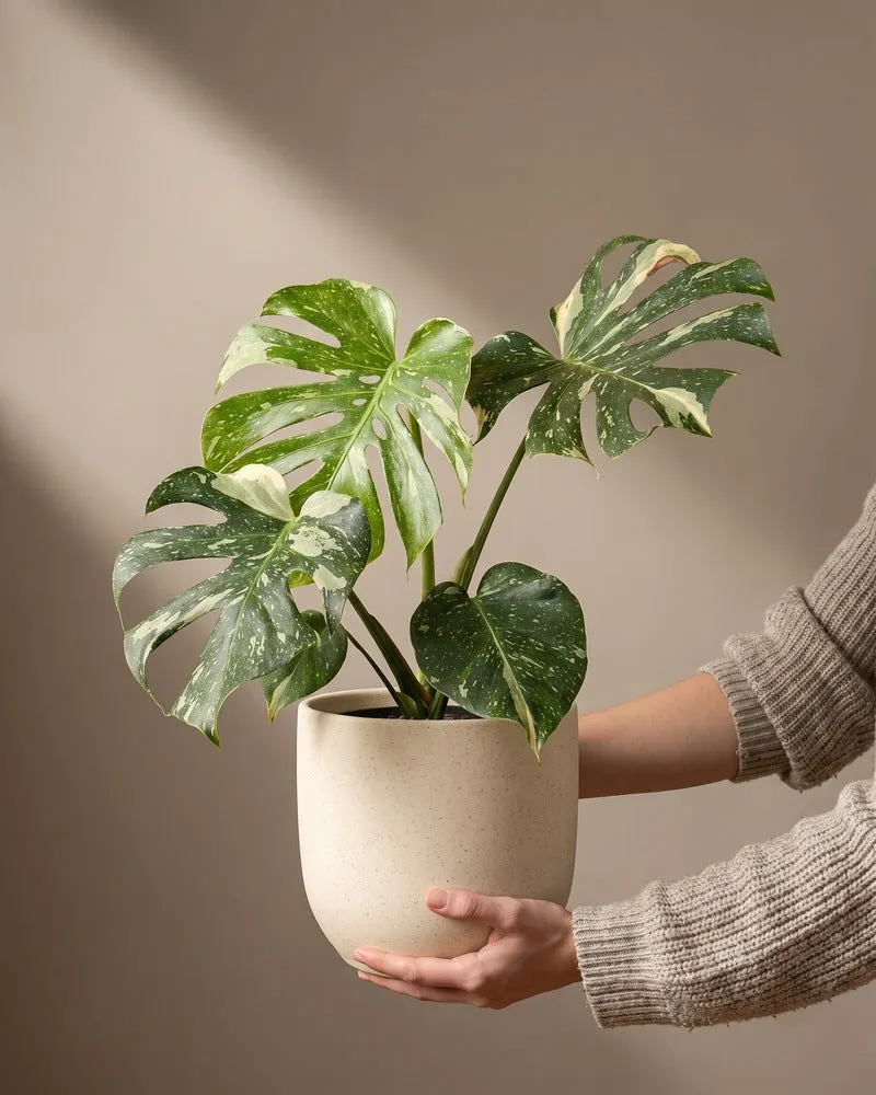 feey-monstera-thai-constellation-panaschiertes-fensterblatt image 1