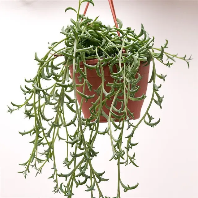 pasiora-senecio-peregrinus-string-of-dolphins-ampel-12-cm-topf image 1