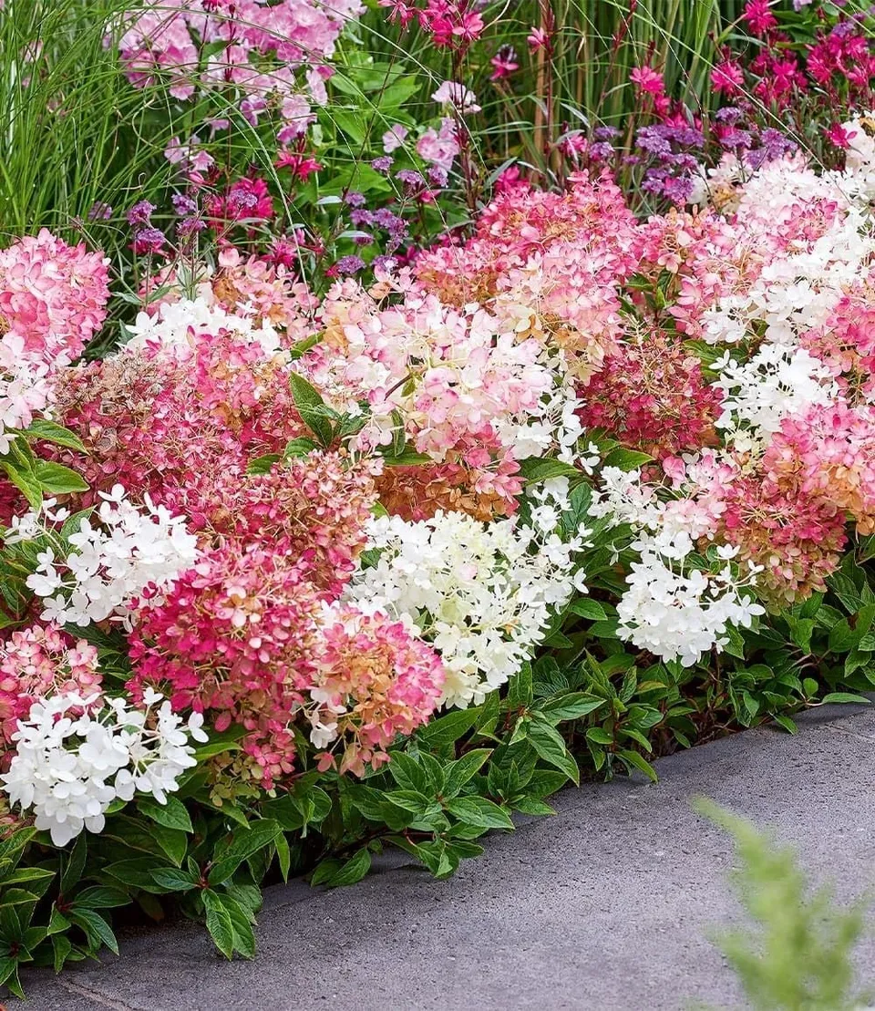 baldur-garten-niedrige-hortensie-groundbreaker-pflanze-im-14-cm-topf image 1