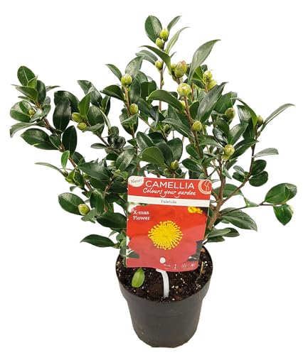 baldur-garten-winterbl-her-kamelie-yuletide-im-15-cm-topf image 7