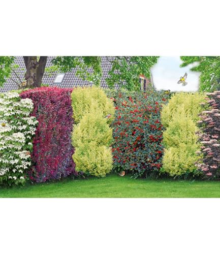 baldur-garten-vogelschutz-hecke-bird-lover-14er-set image 7