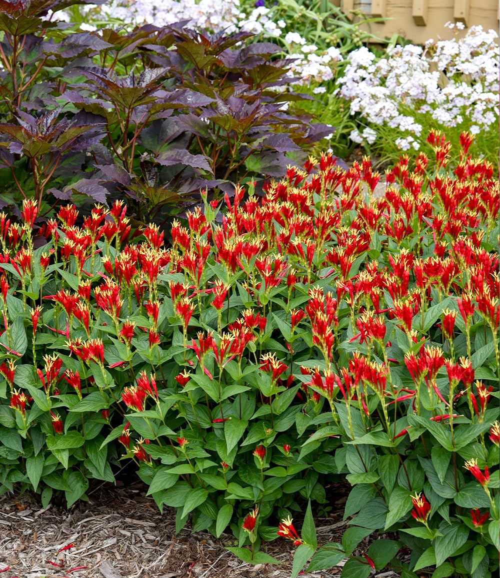 baldur-garten-spigelia-little-redhead-pflanze-im-9x9-cm-topf-winterhart image 2