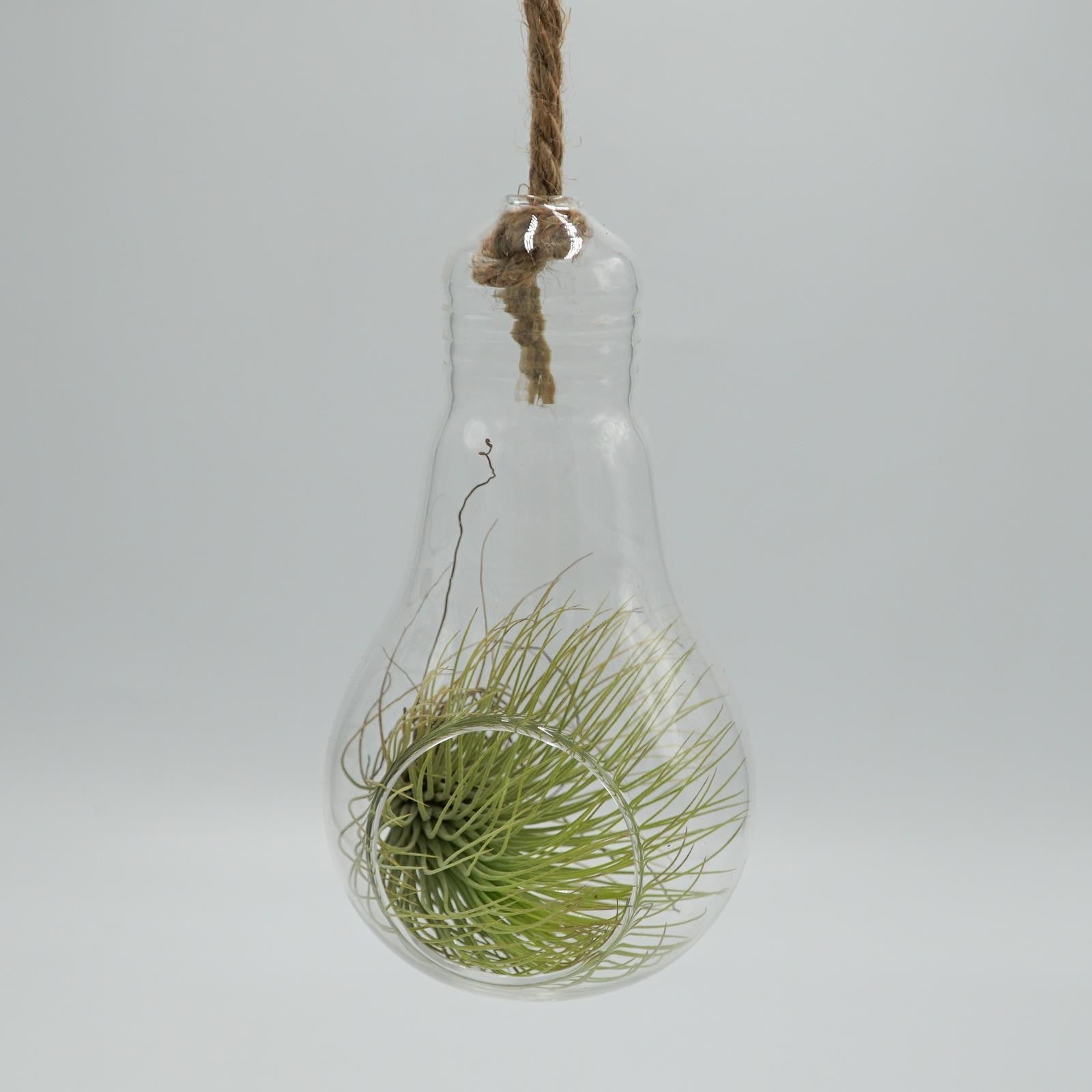 pasiora-birne-glasterrarium-f-r-tillandsien-sukkulenten image 1