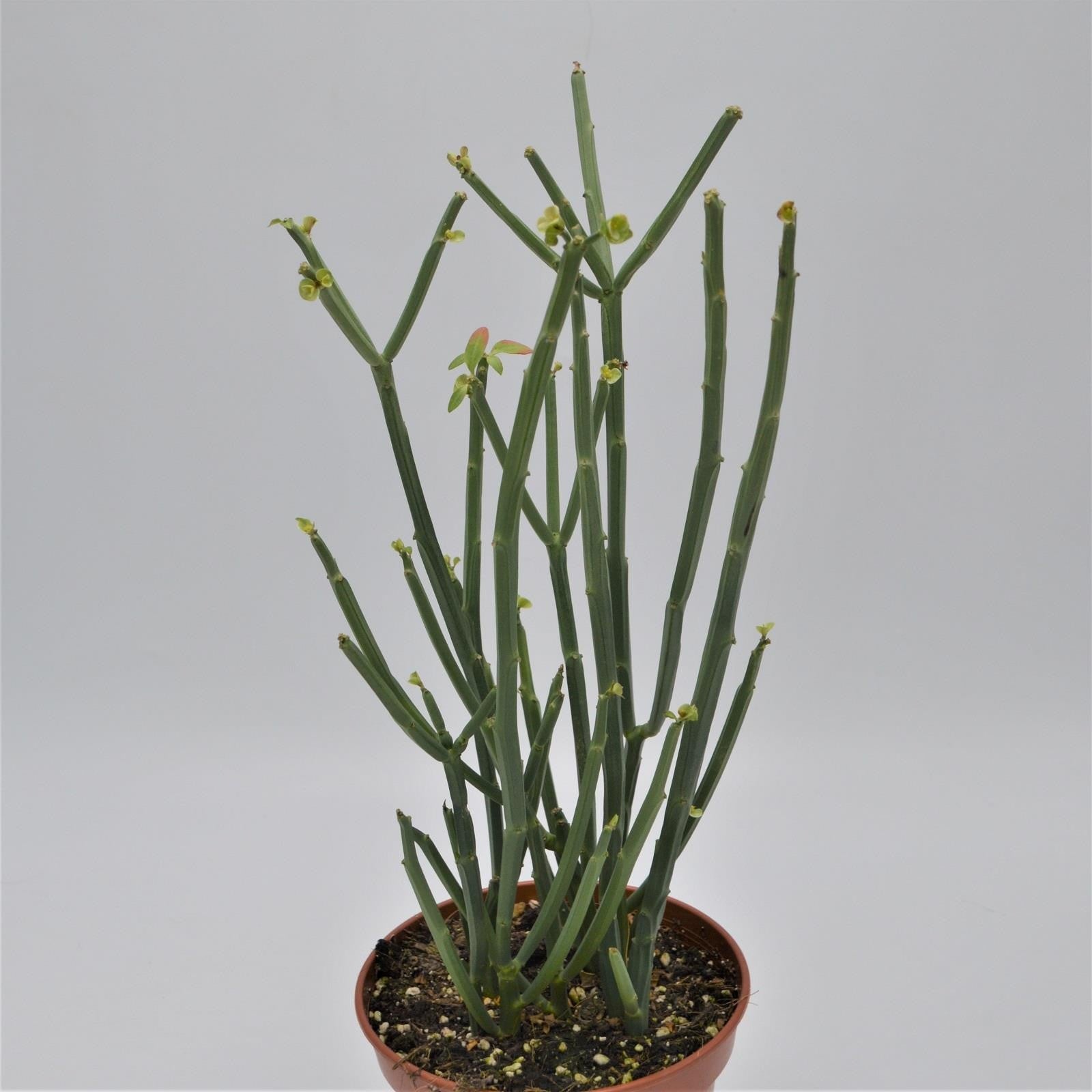 pasiora-euphorbia-phosphorea-sukkulente-15cm-topf image 1