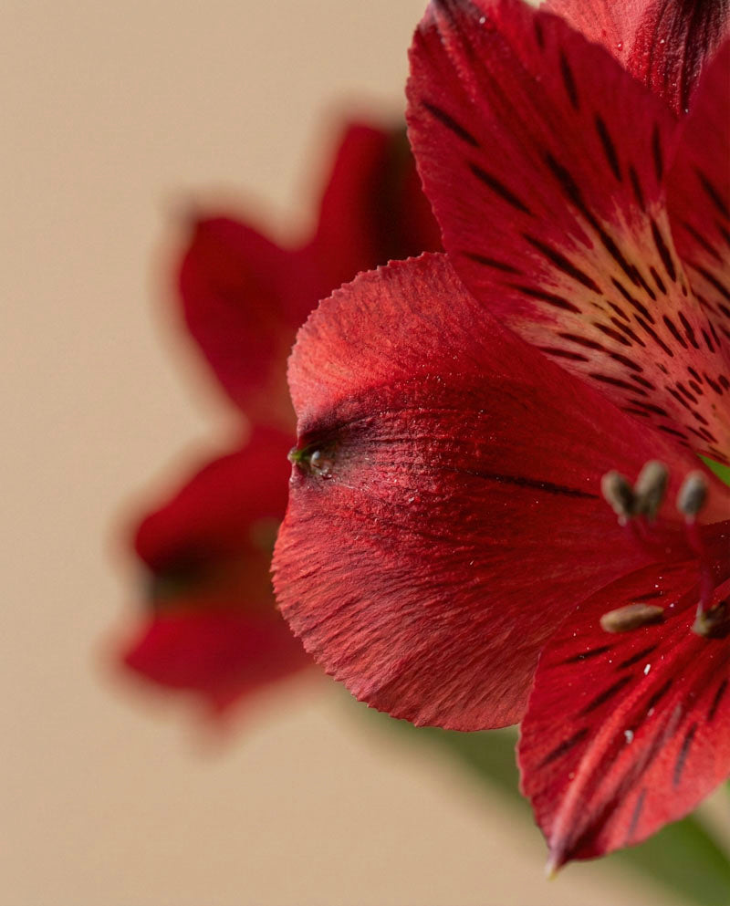 feey-alstroemeria-rot-schnittblumen image 7