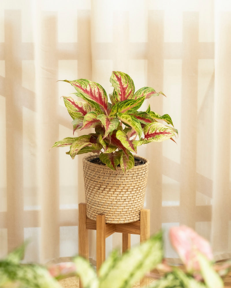 feey-aglaonema-siam-violet-zimmerpflanze image 4