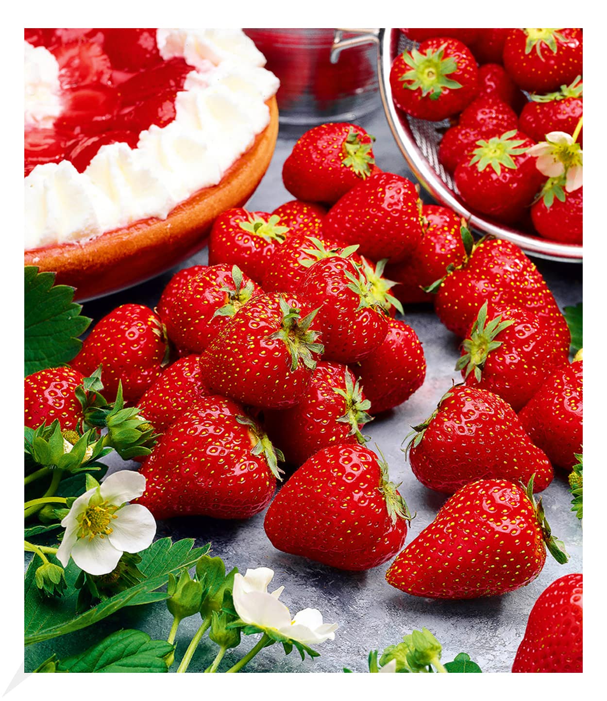 baldur-garten-kletter-erdbeere-hummi-3-pflanzen-im-7x7-cm-topf image 7