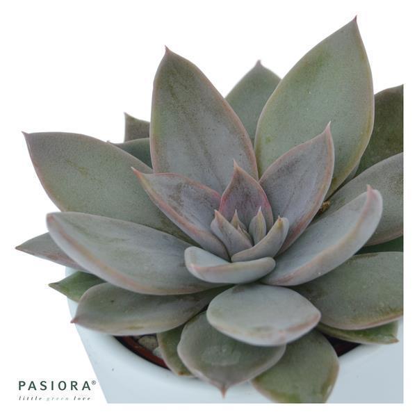 pasiora-echeveria-silver-queen-sukkulente-6-cm-topf image 2