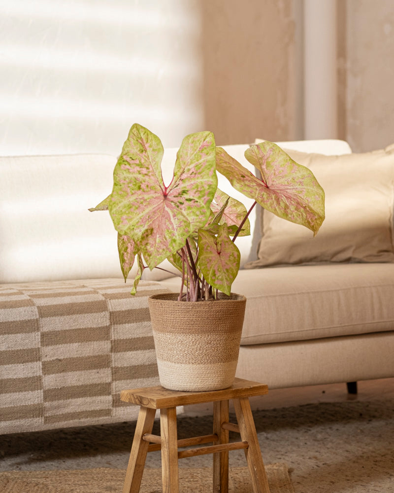 feey-caladium-seafoam-pink-zimmerpflanze-rosa-gr-n-mittel image 4