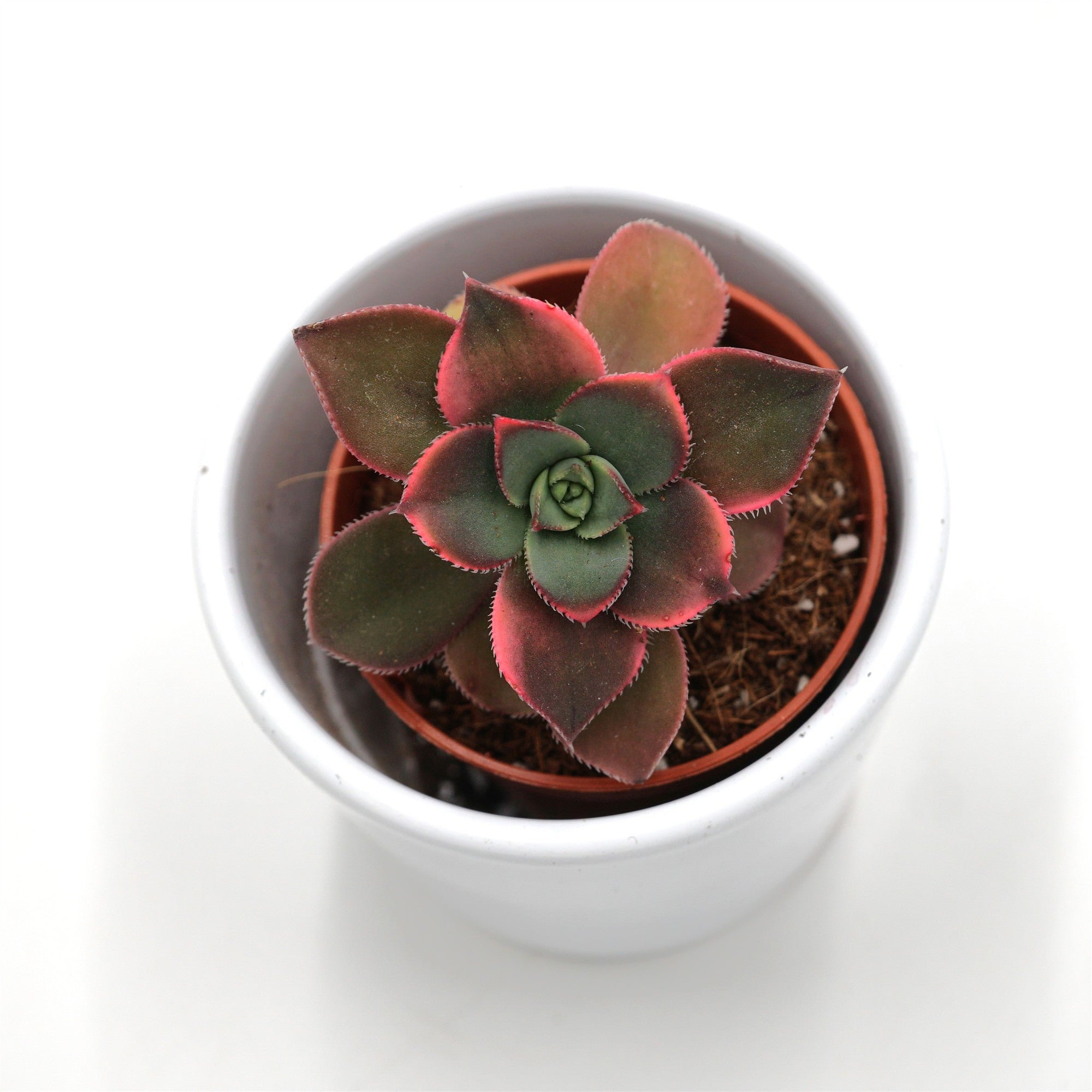 pasiora-aeonium-haworthii-dream-color-sukkulente-5-5cm image 2