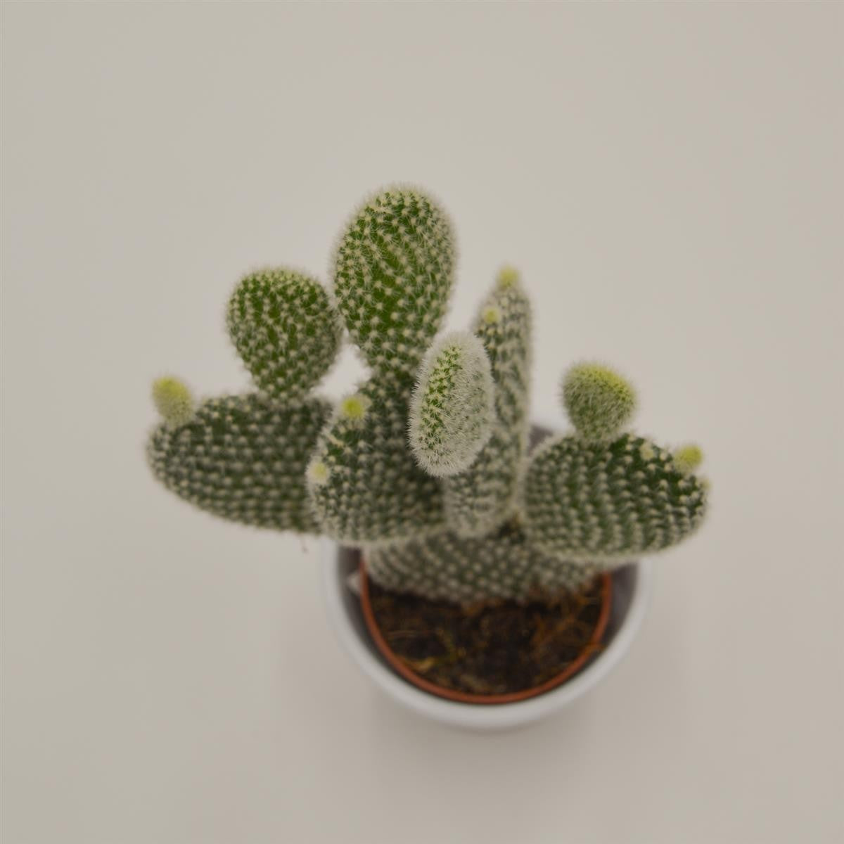 pasiora-opuntia-microdasys-albata-kaktus-6cm-topf image 2