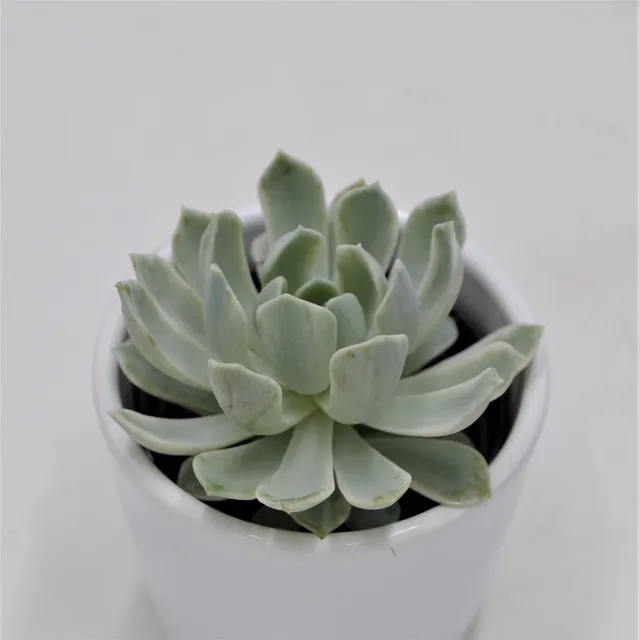 pasiora-echeveria-royal-chrysanthemum-f-variegata-6cm image 1