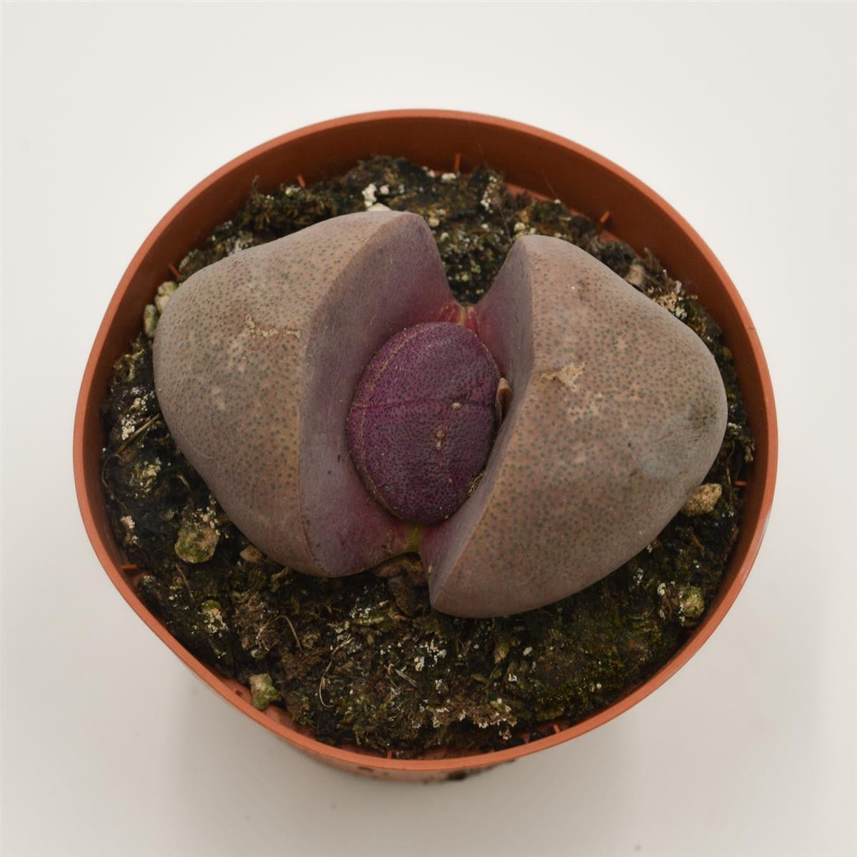 pasiora-pleiospilos-nelii-v-rubra-lebender-stein-8-5cm image 2