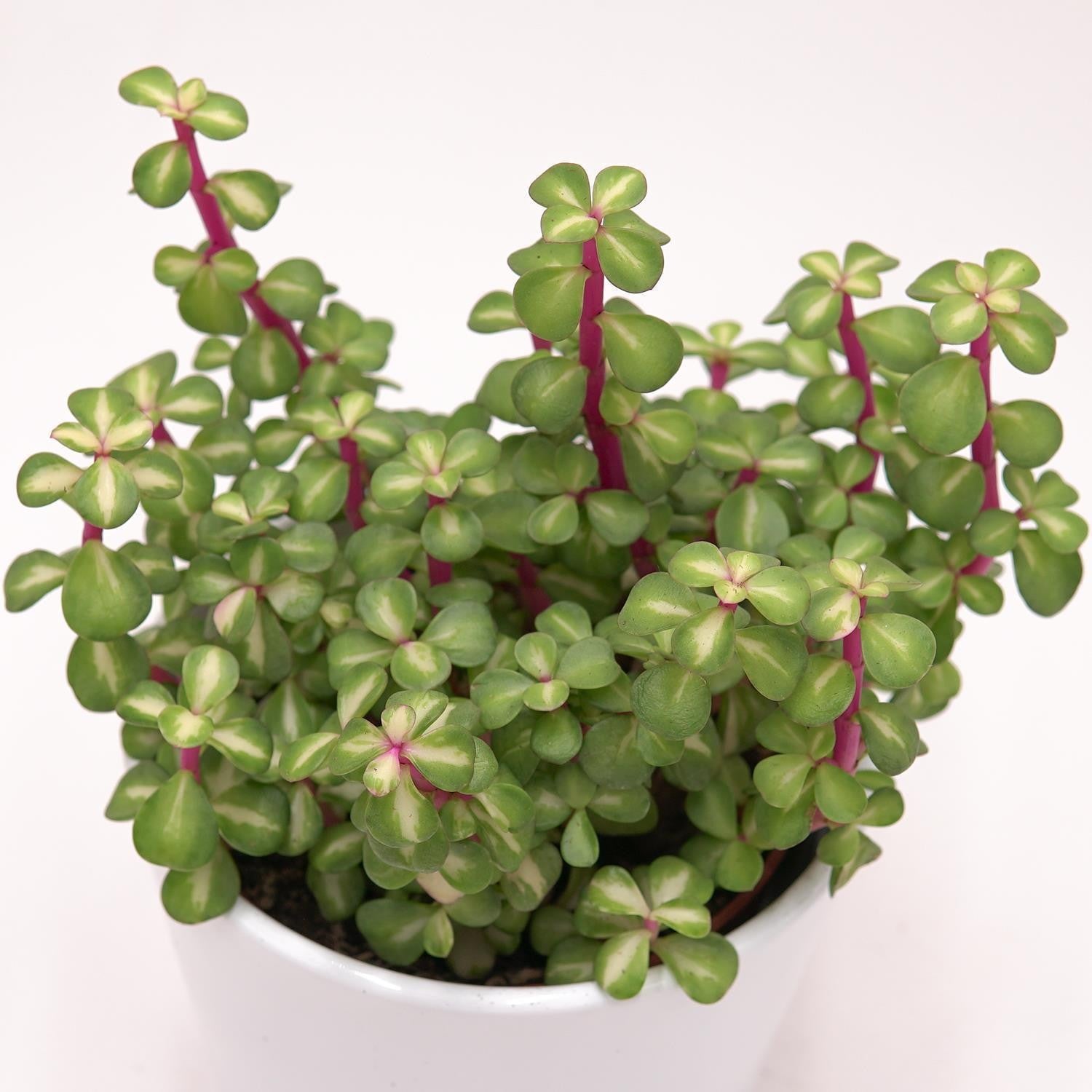 pasiora-portulacaria-afra-mediopicta-sukkulente-10-5-cm image 1
