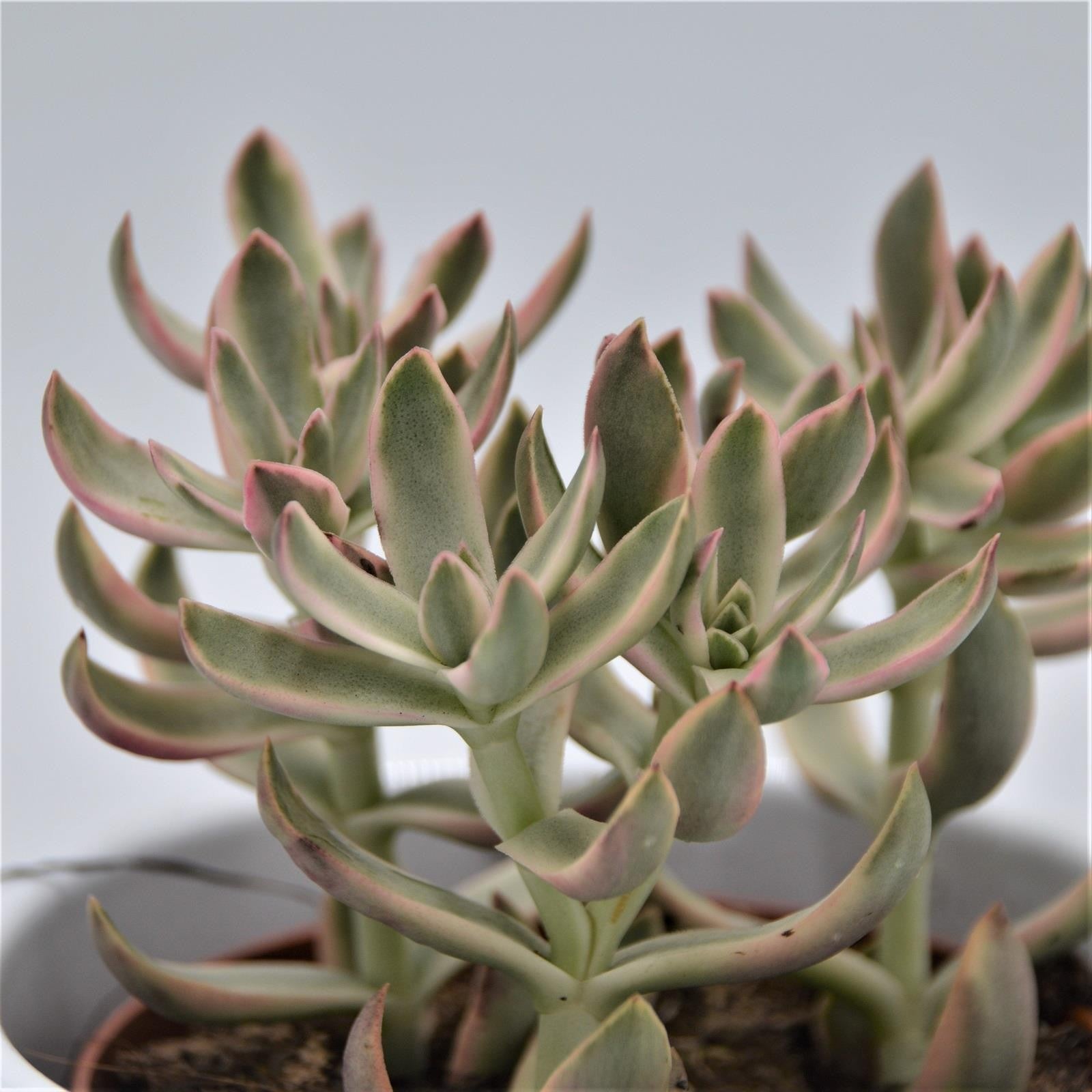 pasiora-crassula-candy-cane-baby-girl-sukkulente-im-8-5cm-topf image 2