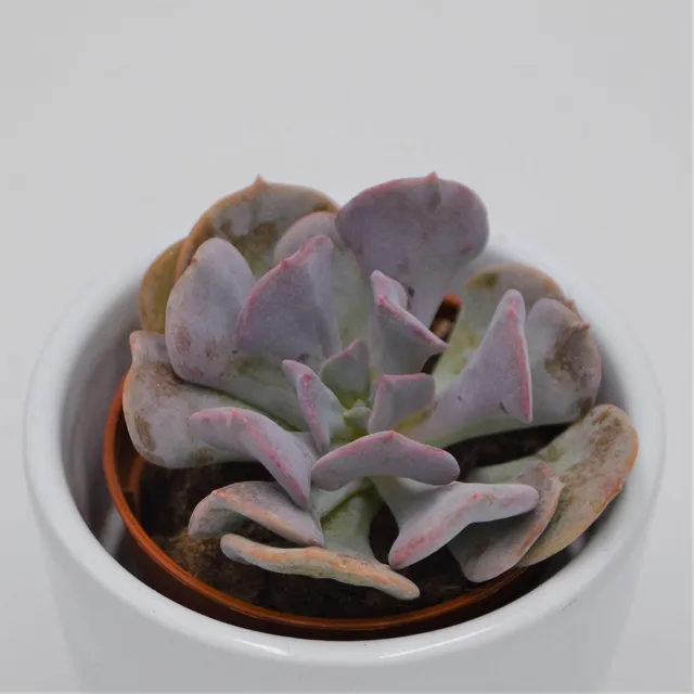 pasiora-echeveria-cubic-frost-sukkulente-5-5cm-topf image 1