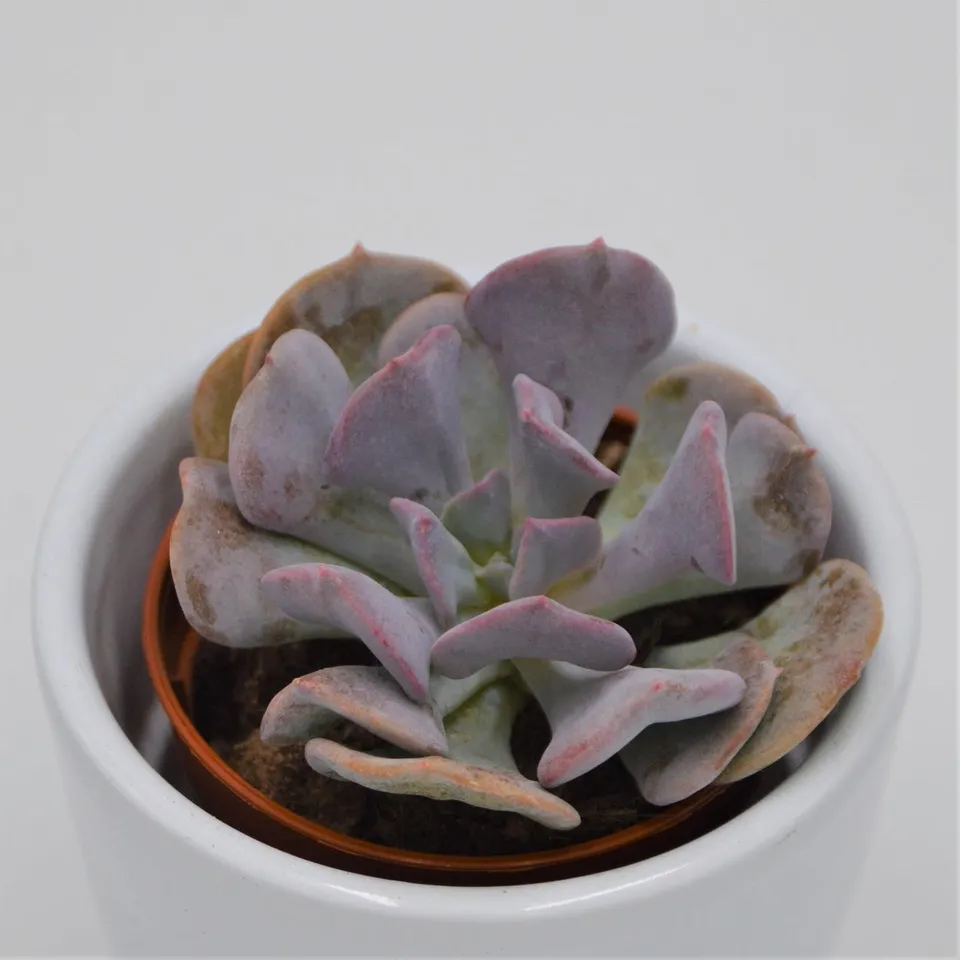 pasiora-echeveria-cubic-frost-sukkulente-5-5cm-topf image 1