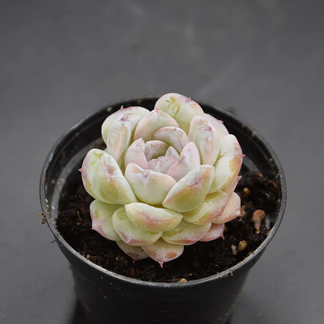 pasiora-echeveria-sukkulente-rarit-t-einzelst-ck image 1