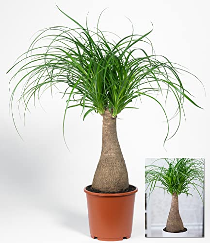 baldur-garten-elefantenfu-50-60-cm-im-17-cm-topf image 6