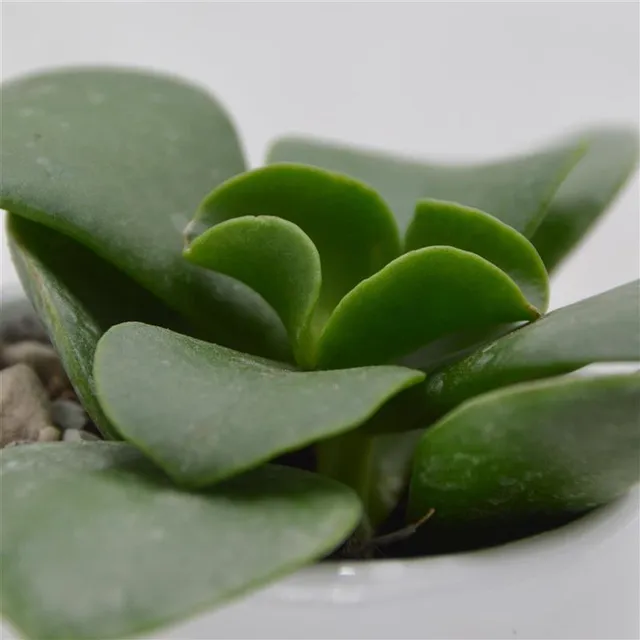 pasiora-kalanchoe-beharensis-nuda-sukkulente-6cm image 1