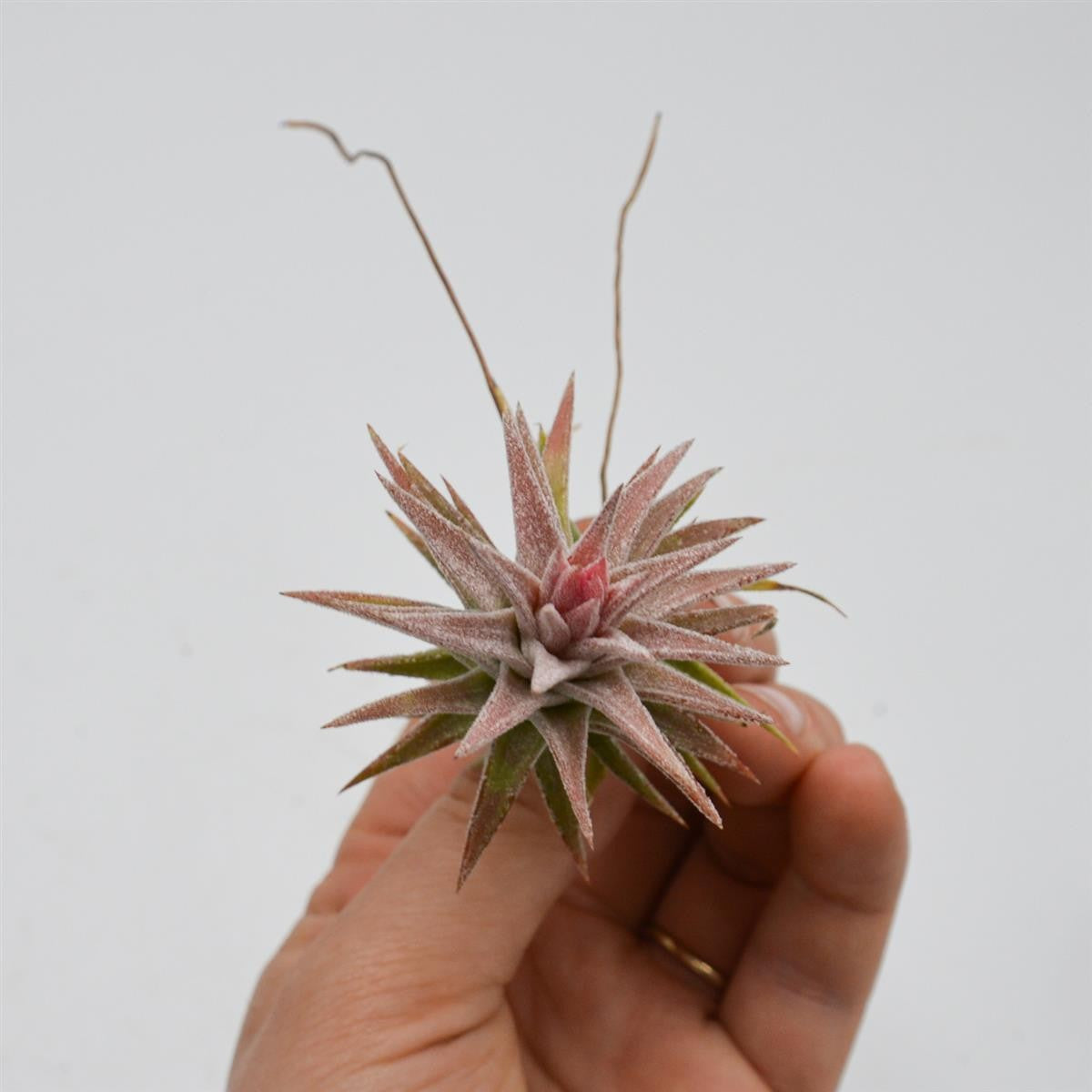pasiora-tillandsia-ionantha-var-vanhyningii-luftpflanze image 2