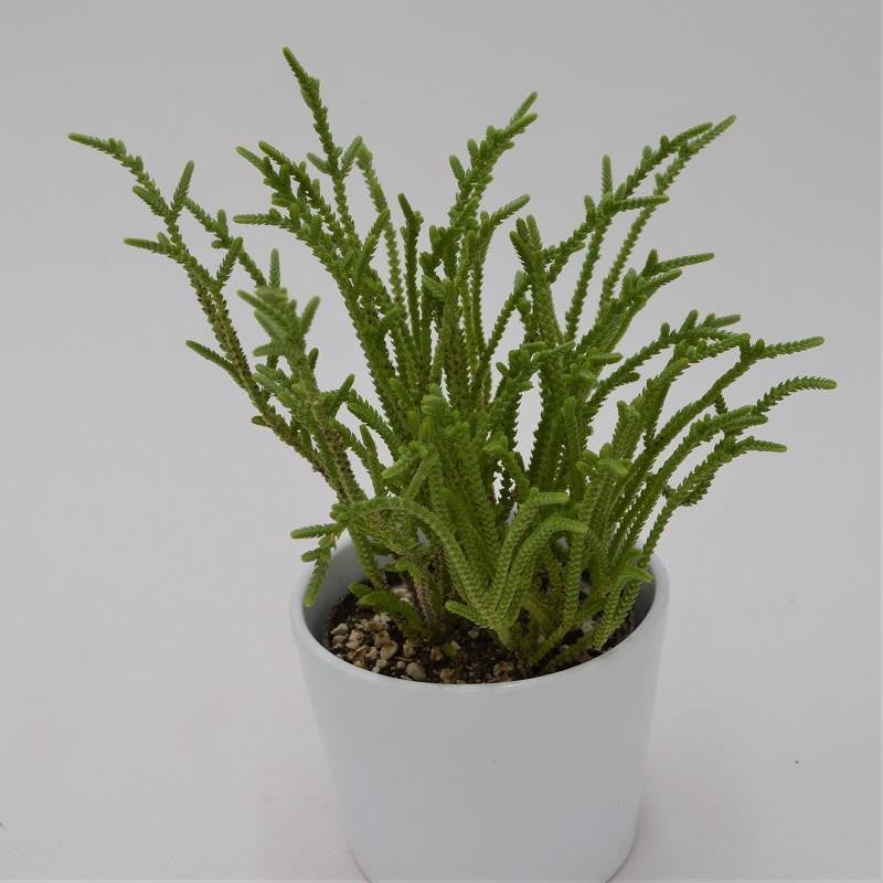 pasiora-crassula-lycopodioides-dickblatt-10-5-cm-topf image 1