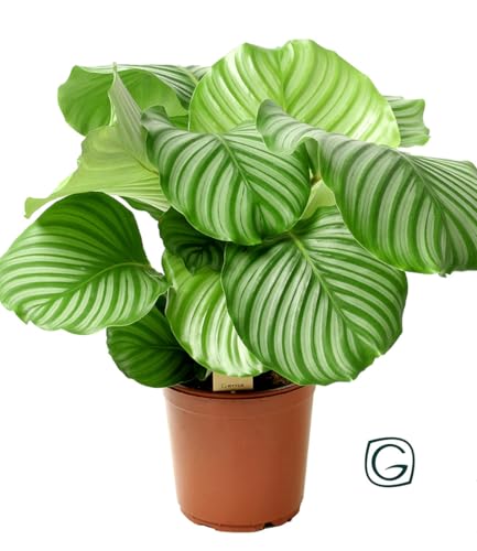 baldur-garten-calathea-orbifolia-zimmerpflanze-im-17-cm-topf image 4