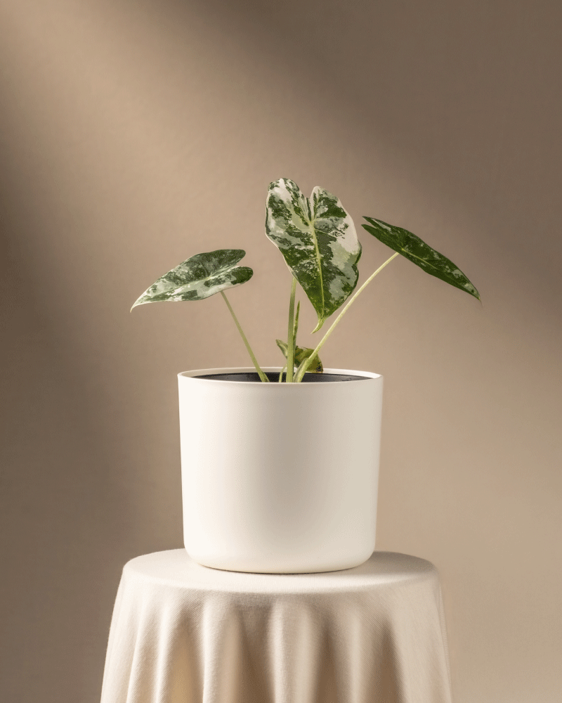 feey-alocasia-micholitziana-frydek-variegata-rarit-t-elefantenohr image 7