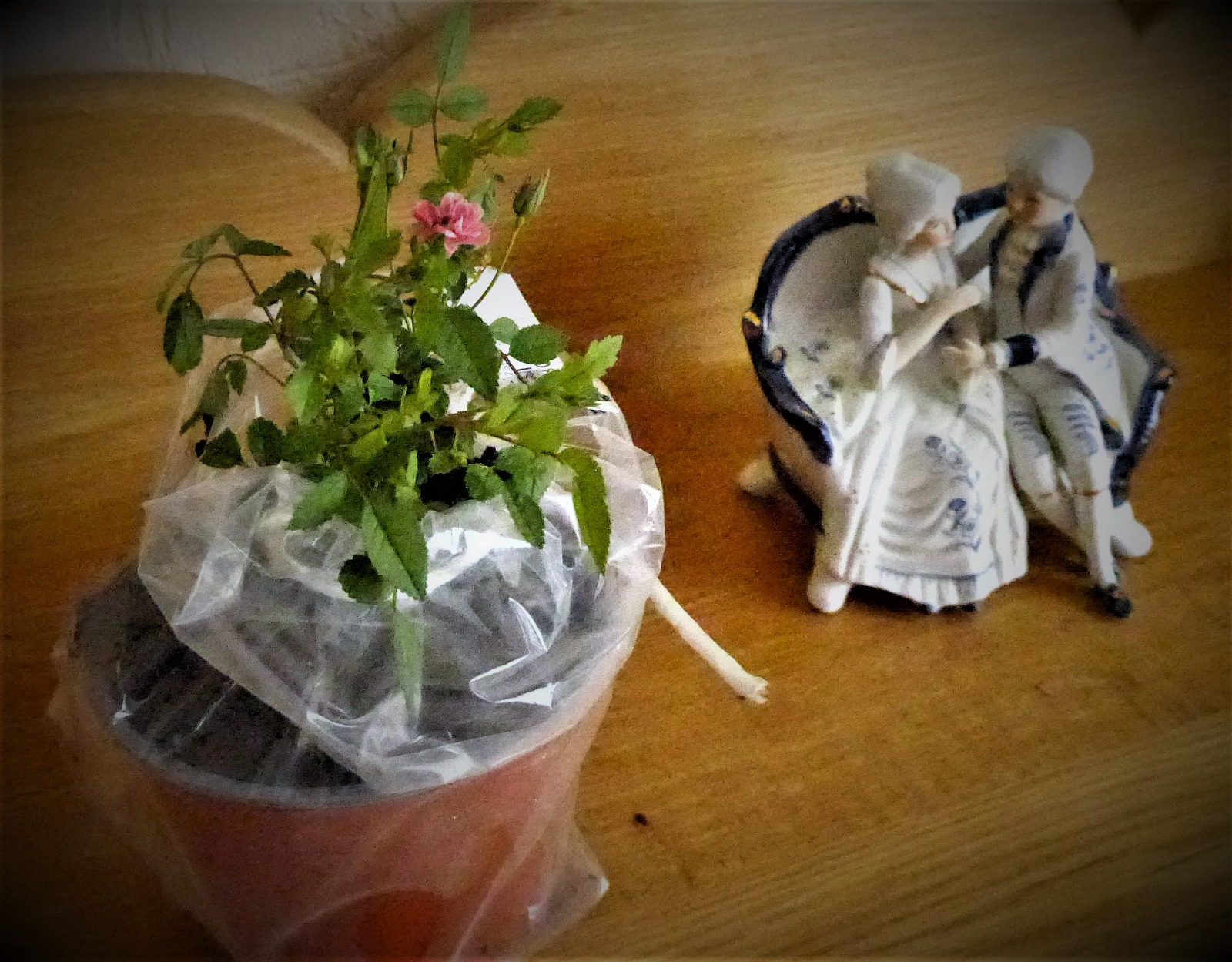 Traum im Beet