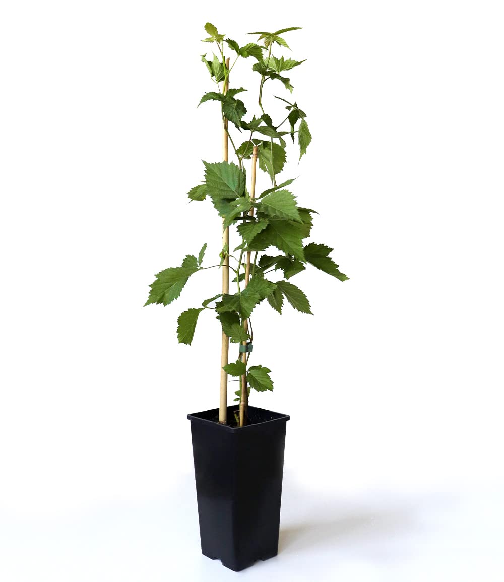 baldur-garten-zuckerbrombeere-asterina-2-liter-topf-stachellos image 4