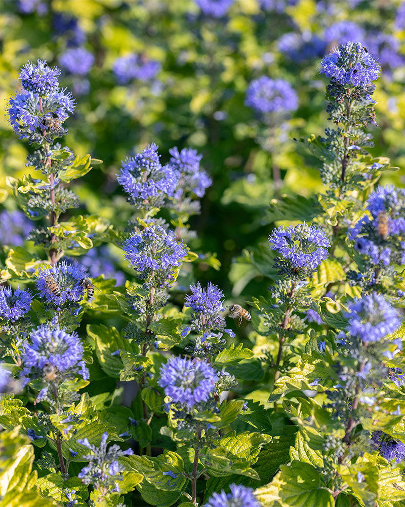 feey-blaue-bartblume-blue-empire-au-enpflanze image 2