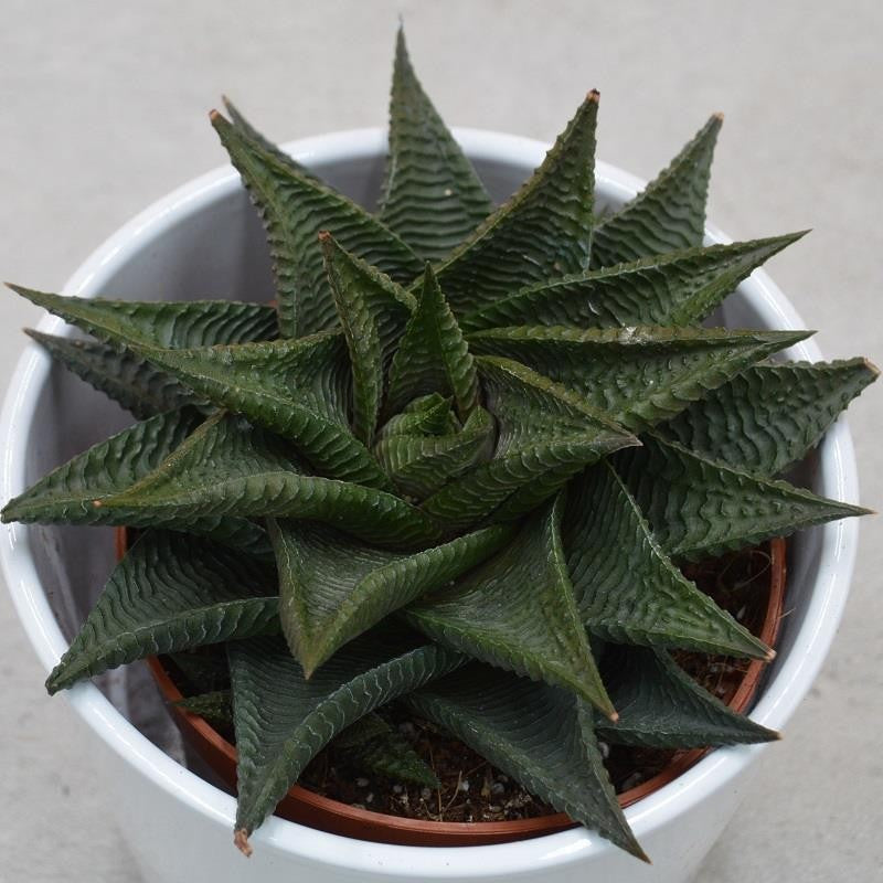 pasiora-haworthia-limifolia-twister-sukkulente-8-5cm image 1