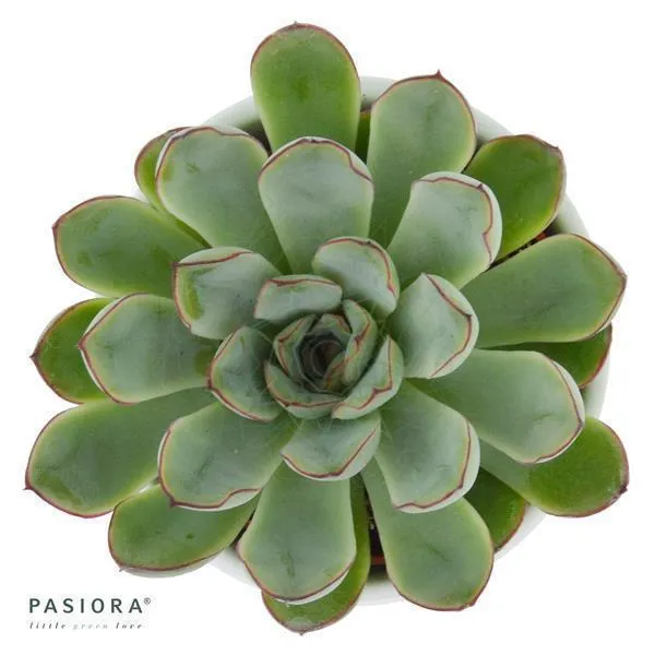 pasiora-echeveria-pulidonis-sukkulente-6-cm-topf image 1