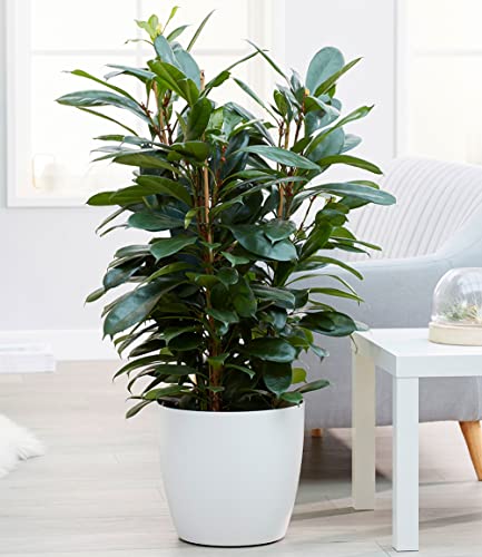 baldur-garten-afrikanischer-feigenbaum-zimmerpflanze-ca-100-cm-im-21-cm-topf image 6